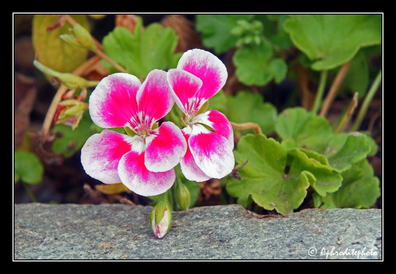 008 Fleurs